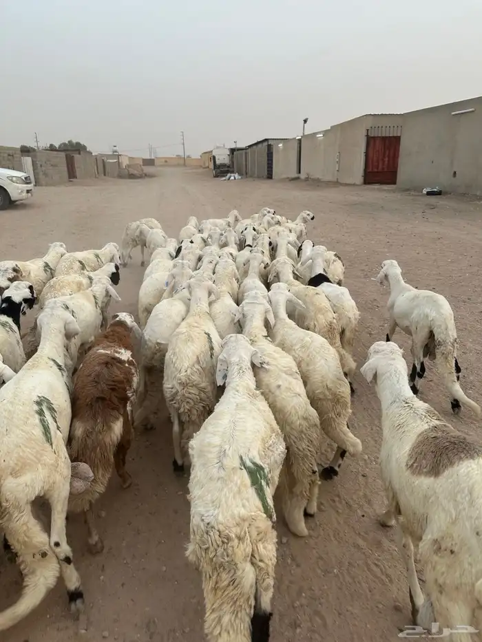 ماشالله تبارك الله ذبايح سواكني للبيع 1