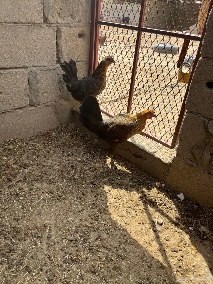 ديك ترثه اصيل 6
