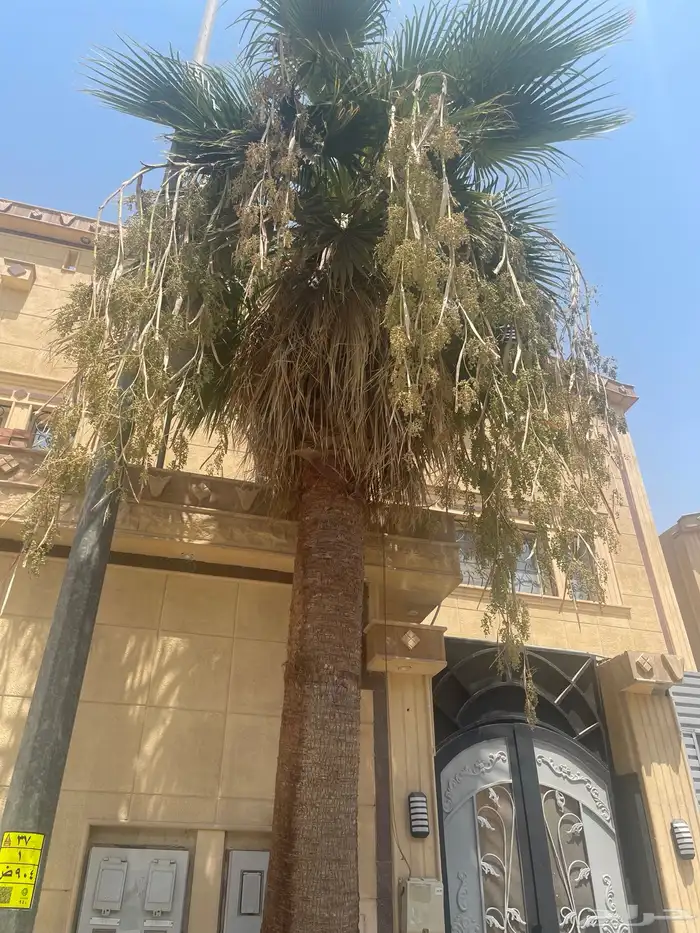 تكريب نخالة 1