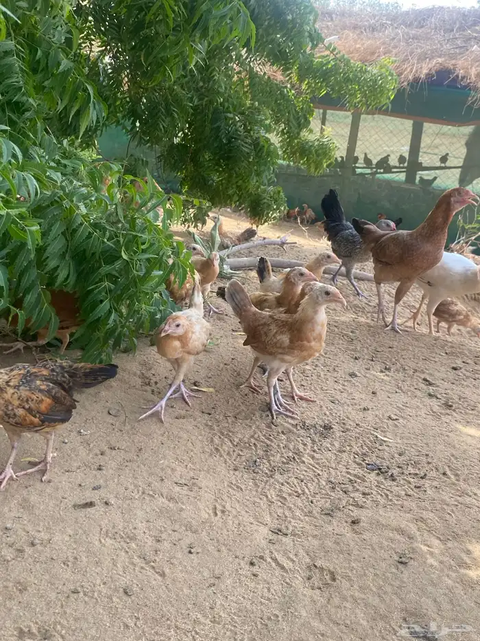 السلام عليكم ورحمة الله وبركاته اعرض لكم فروخ عمر شهر 20يوم 11