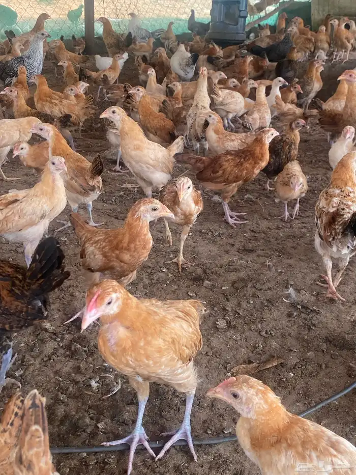 السلام عليكم ورحمة الله وبركاته اعرض لكم فروخ عمر شهر 20يوم 8