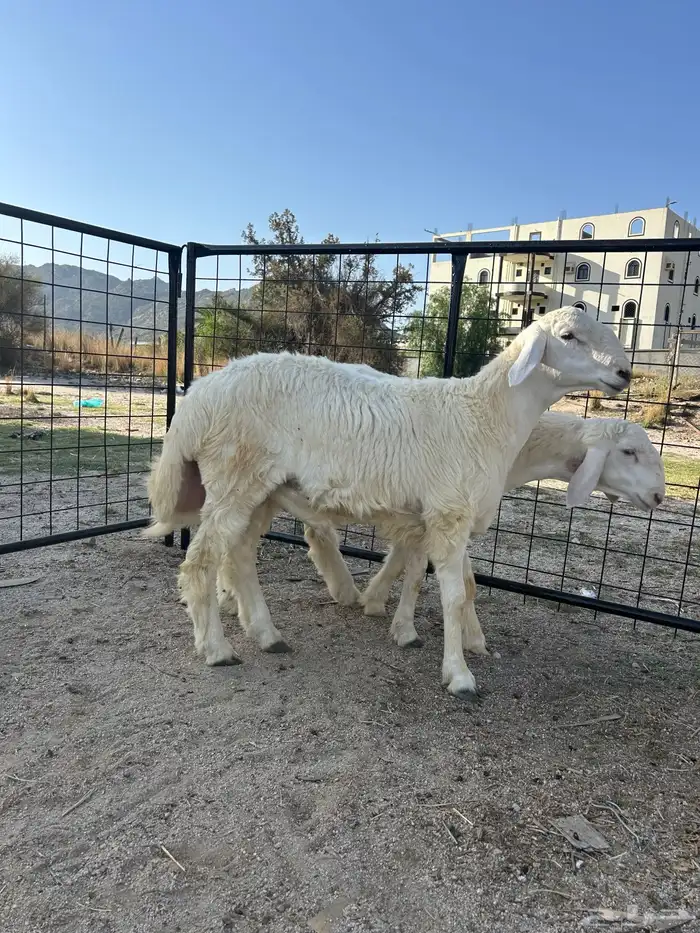 طليان طيبه مشاريع فحول 6 اشهر الصحه مشروطه 3