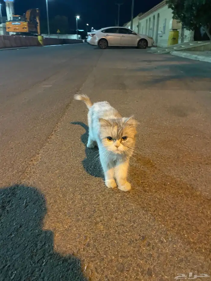 حلزون ضايع بالشارع 0