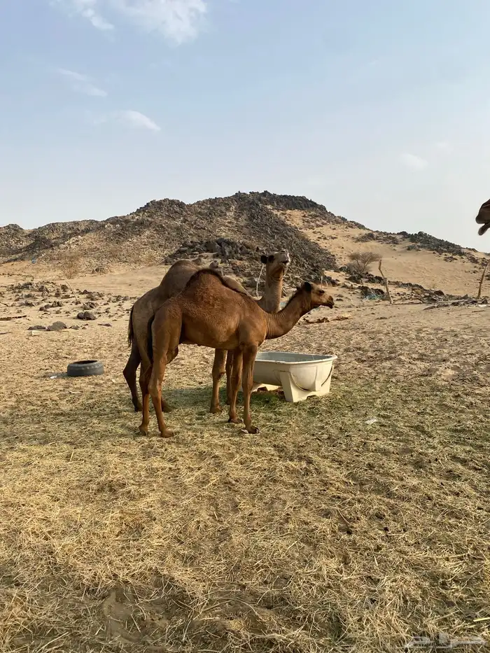 قعود مشروع فحل العمر 9شهور يوجد له مقاطع 0