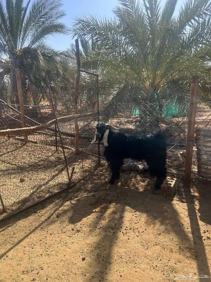 تيس عارضي فحل 2