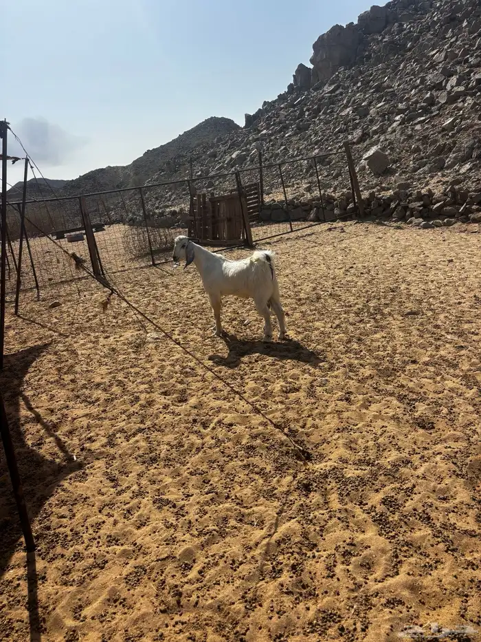 الشميسي طريق الخواجات 0