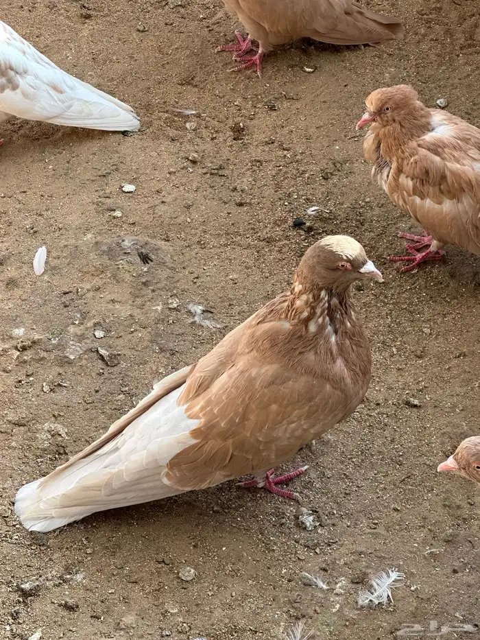 حمام مصري مالطي 34