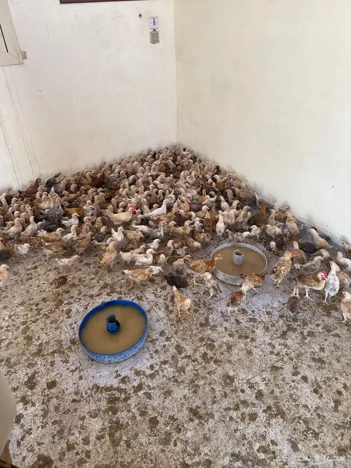 صوص عمر 2 زياده عن شهرين 2