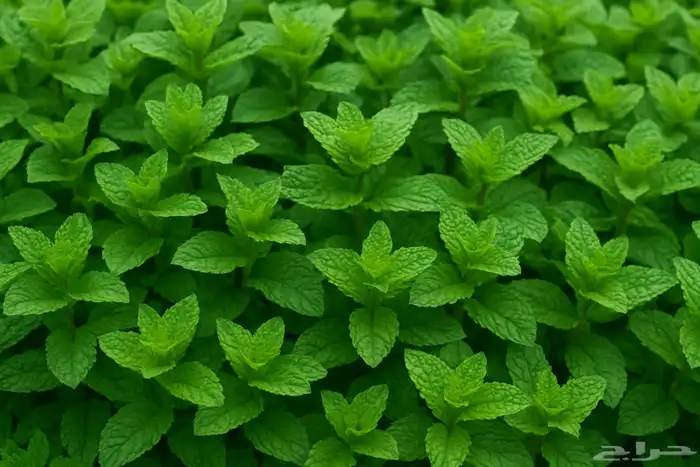 نعناع المدينة وحبق ودوش وعطرة 2