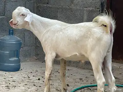 تيس شامي index