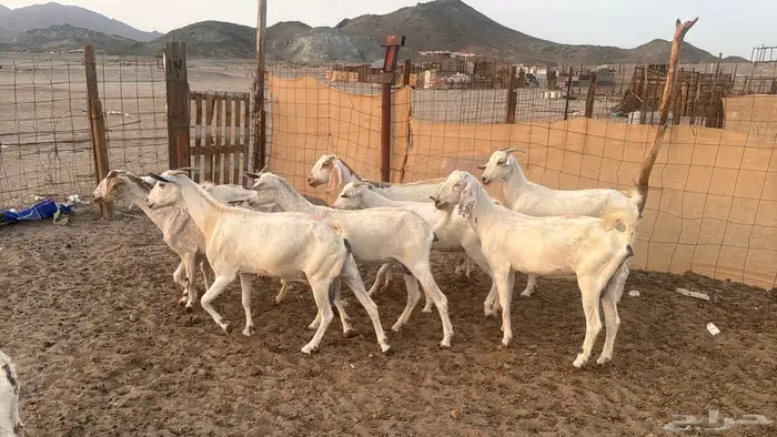 البيع معزه بيشيات مراح واحد العدد9 0