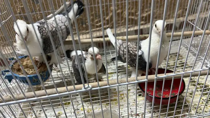 حمام جوز مع فرخه للبيع 0