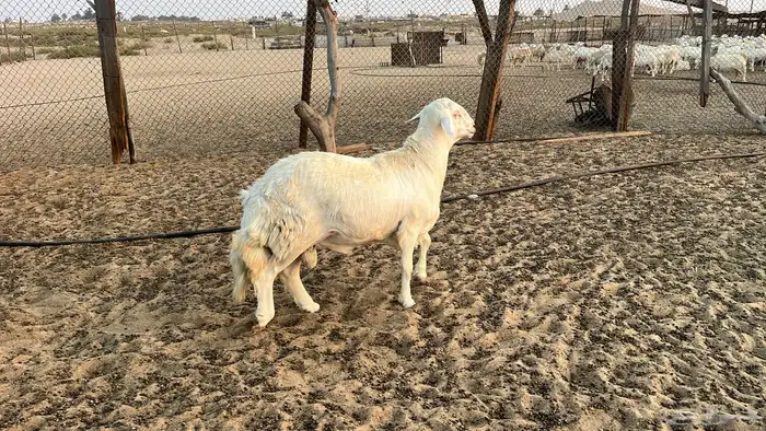 خروف فحل توه كسر ثنى مشروط 0