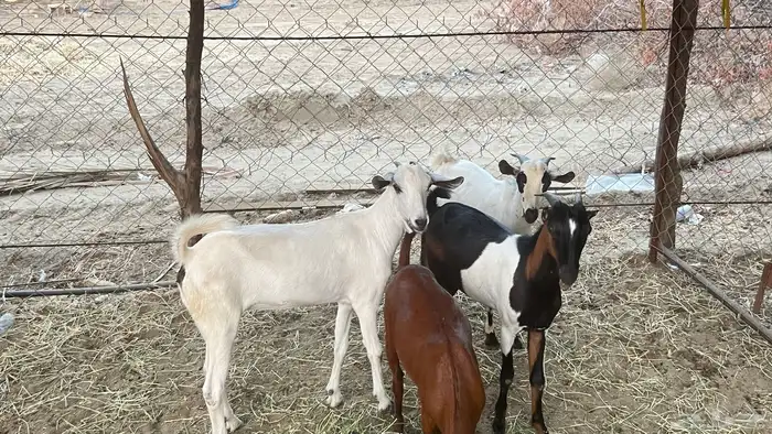 تيوس للبيع 1