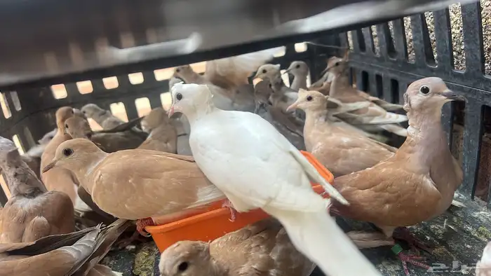 طيور الياكريم للبيع عشه واحده فيه فروخ معهن 7