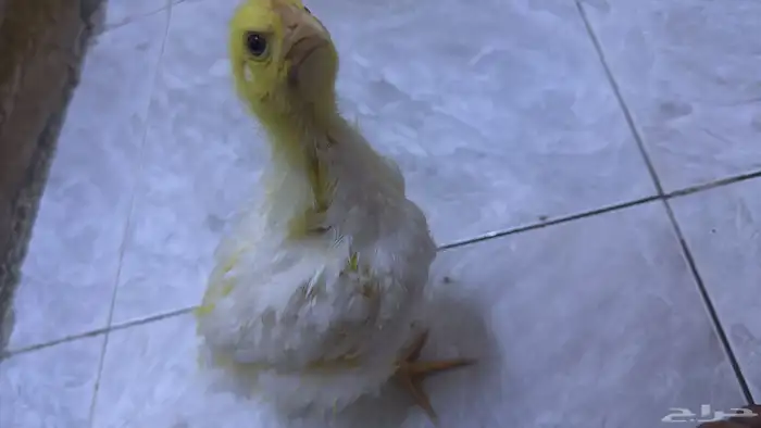 الحفيره 0