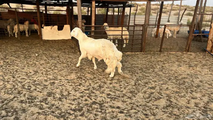 خروف فحل توه كسر ثنى مشروط 1