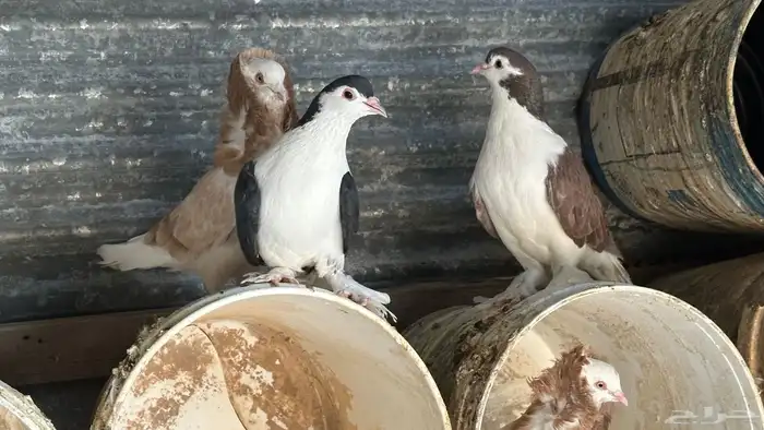 حمام للبيع زينه 8