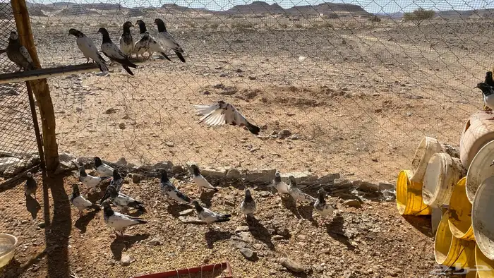 حمام باكستاني 0