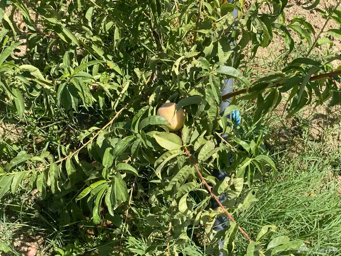 الطآيف بني سعد 1