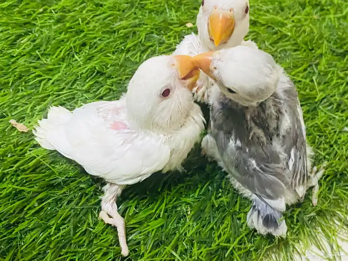 فروخ روز 3