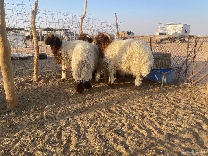 7 خرفان نعيم طيبه تم البيع. 0