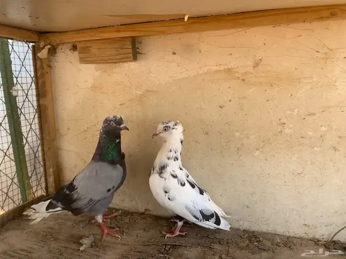 حمام قلابي منتج 4
