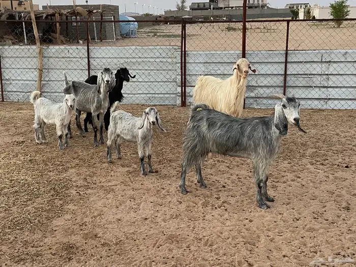 فحل وثلاث معزاء عليها ثلاثه تيوس 1