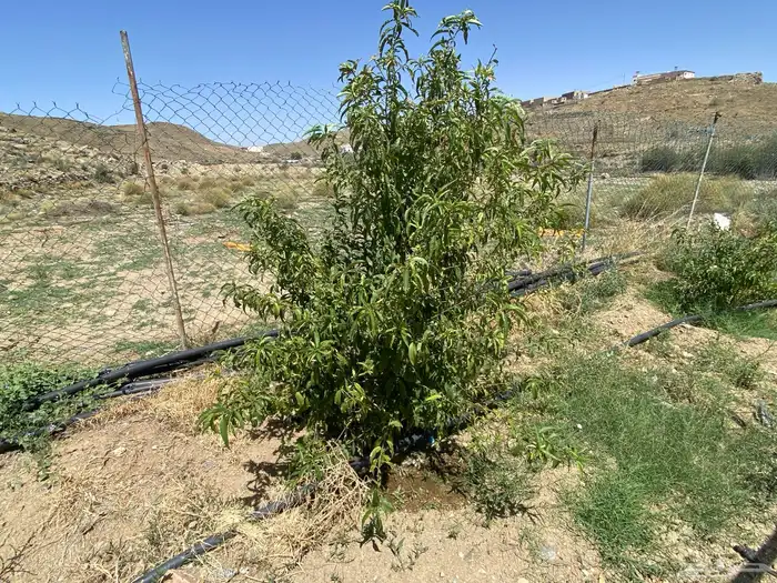 الطآيف بني سعد 4