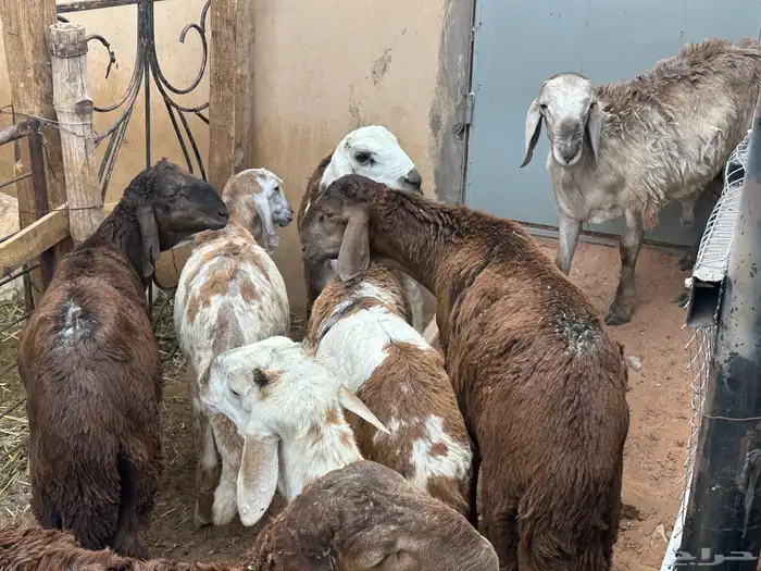سواكنيات العمر جذع 6