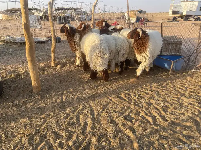 7 خرفان نعيم طيبه تم البيع. 2