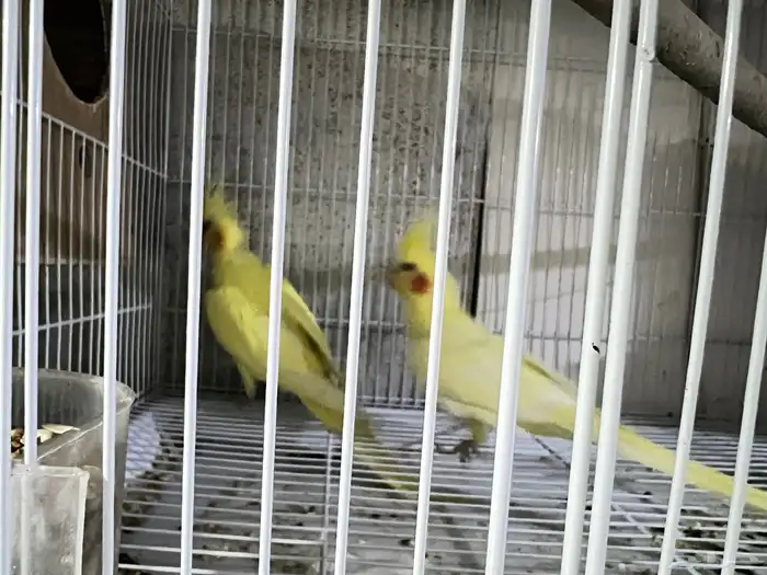 زوج كروان منتج لاتينو 4