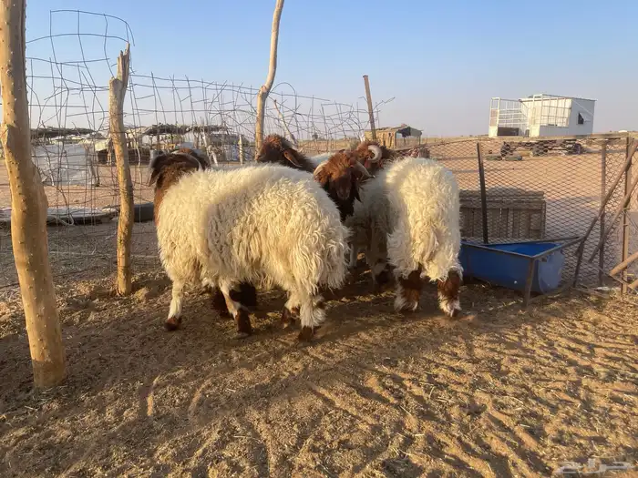 7 خرفان نعيم طيبه تم البيع. 4