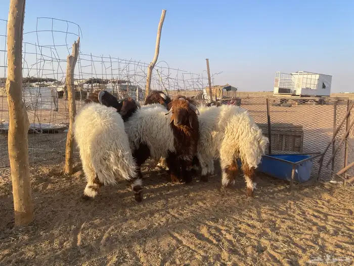 7 خرفان نعيم طيبه تم البيع. 5