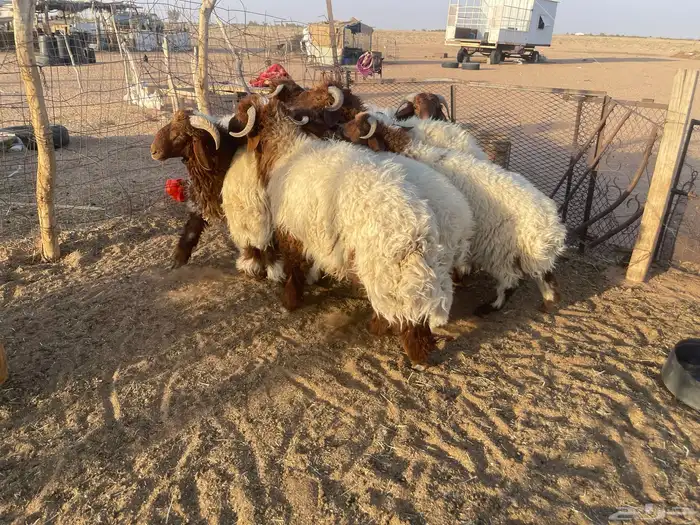 7 خرفان نعيم طيبه تم البيع. 7