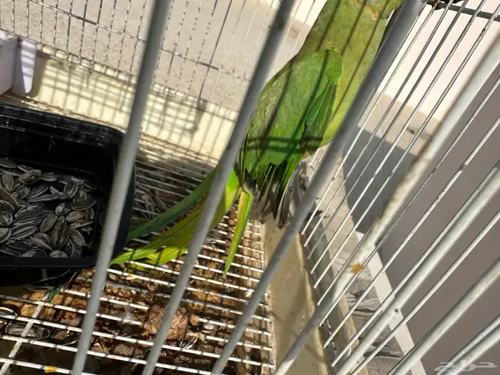 طير دره هنديه 1