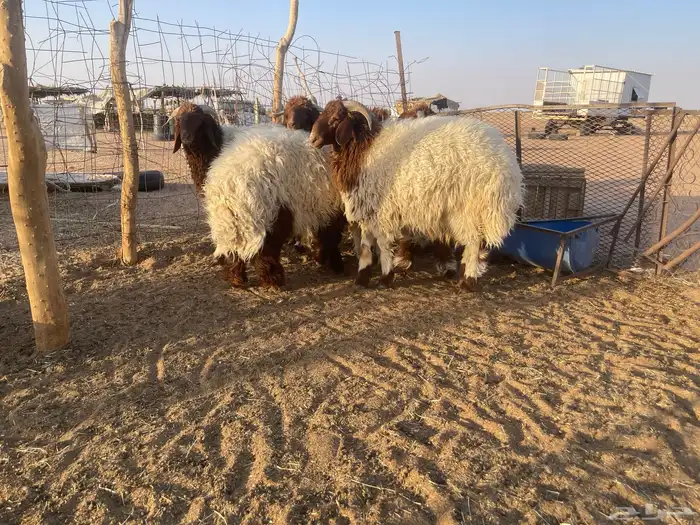 7 خرفان نعيم طيبه تم البيع. 3