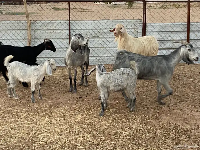 فحل وثلاث معزاء عليها ثلاثه تيوس 0