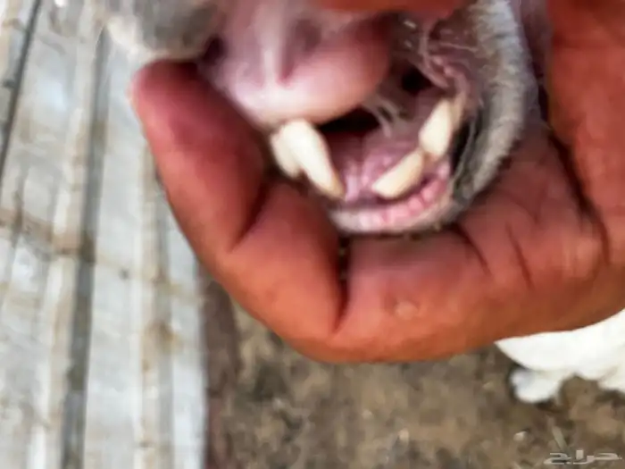 خروف فحل توه كسر ثنى مشروط 3