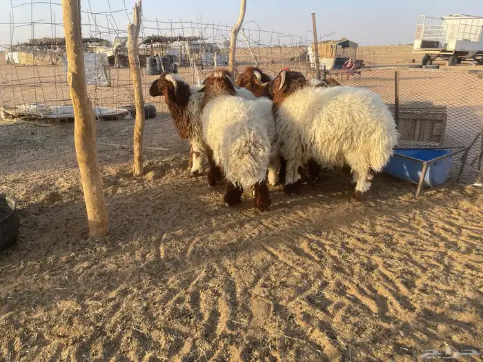 7 خرفان نعيم طيبه تم البيع. 1