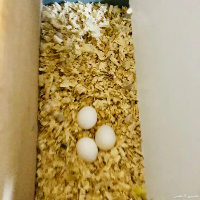 زوج كروان منتج 3