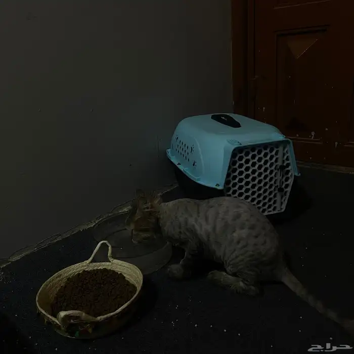 قط للبيع 1