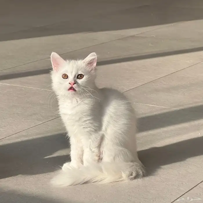 قطط تبني 2
