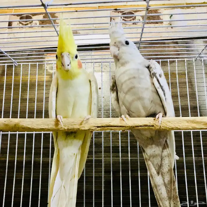 زوج كروان منتج 6