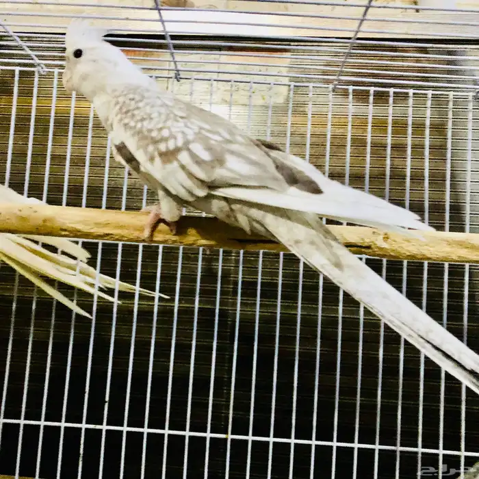 زوج كروان منتج 1