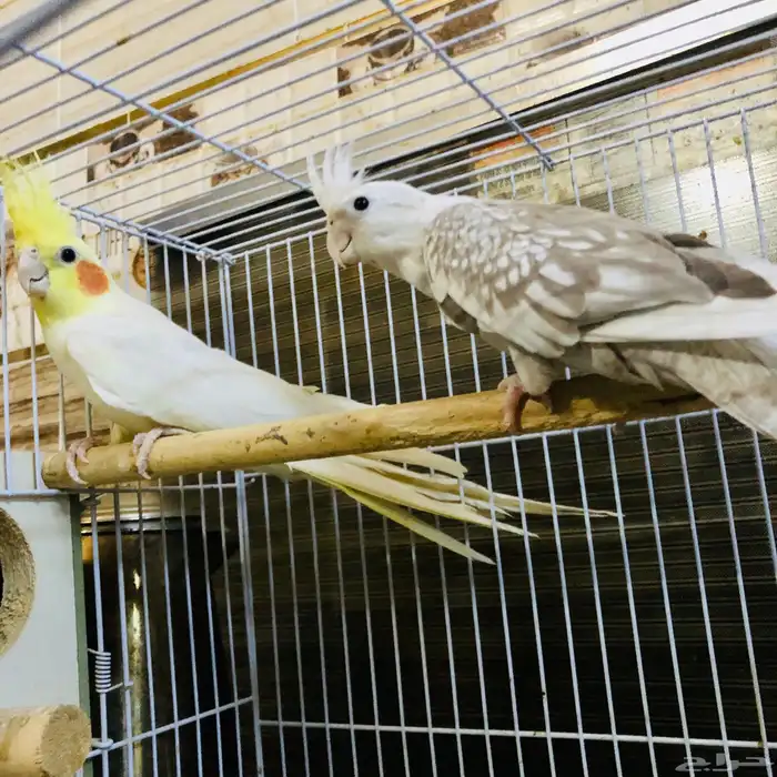 زوج كروان منتج 2