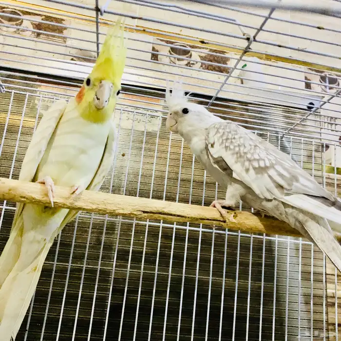 زوج كروان منتج 4