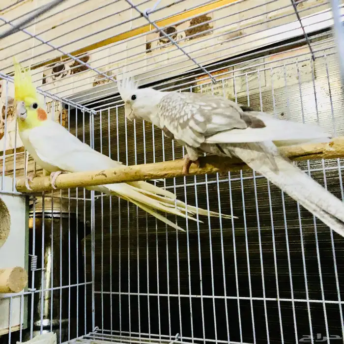 زوج كروان منتج 0