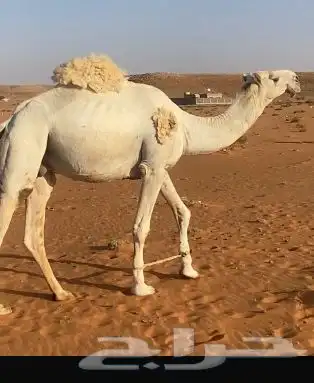 قعود ولد حاكم بن قريع للبيع جذع يثني هداده الشهر هاذا 1