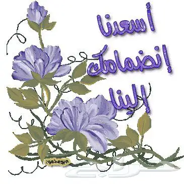 احتاج شقة في حي ذلالة خلف مركز الشامل 0